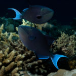Deux poissons balistes de couleur bleu
