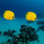 Deux poissons papillons jaune