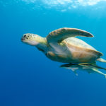 Une tortue avec ses deux rémoras ventouses remontent à la surface