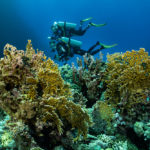 Deux plongeur passent derrière le corail