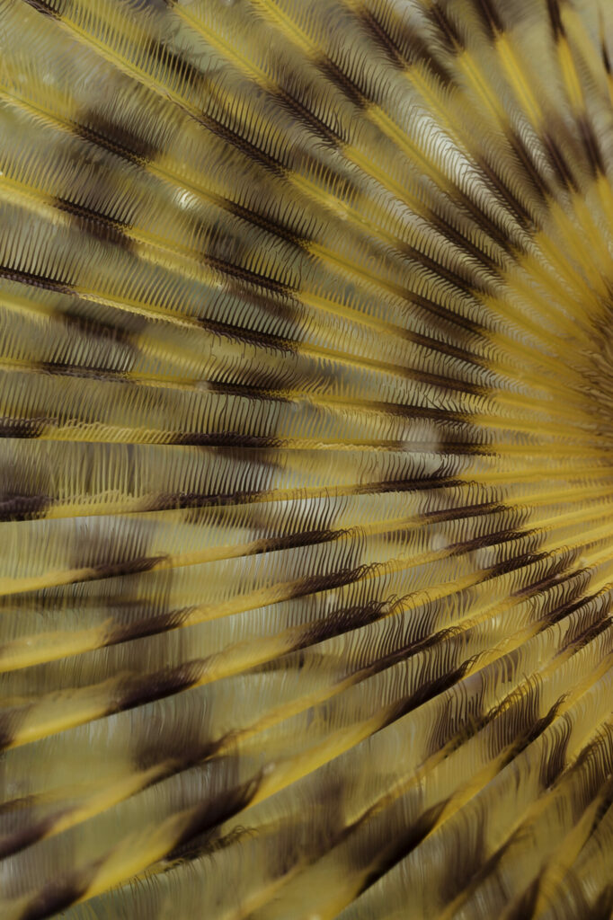 Rayon orange et brun d'un animal marin